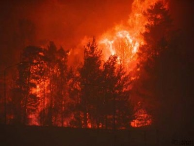 history-bushfires-flame-trees 1