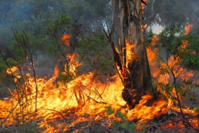 bushfire example